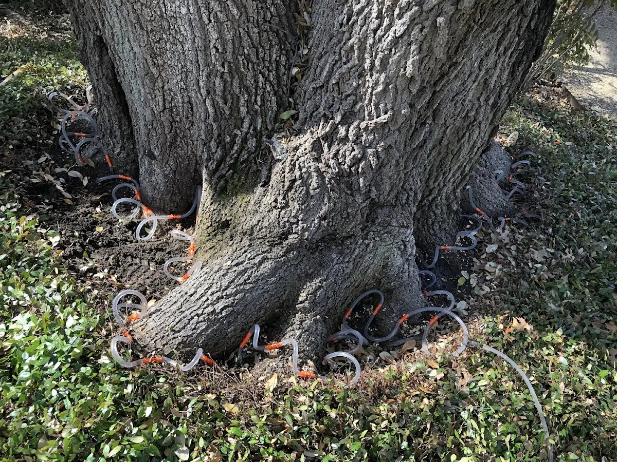 Detailed Tree Cabling and Bracing job site in Logansport