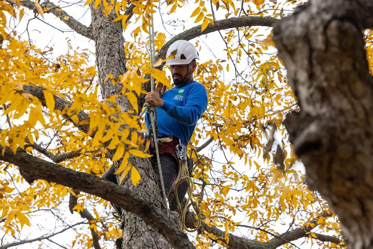 Skilled Emergency Tree Service crew working in Logansport